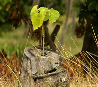 plant sprouting